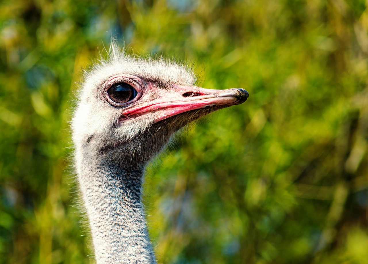 Vogel Strauß, Portraitaufnahme