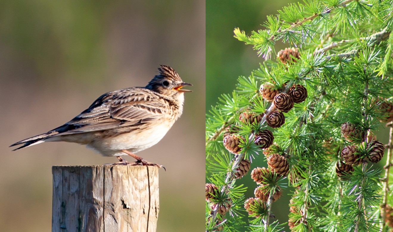 Lerche versus Lärche, Vogel und Baum