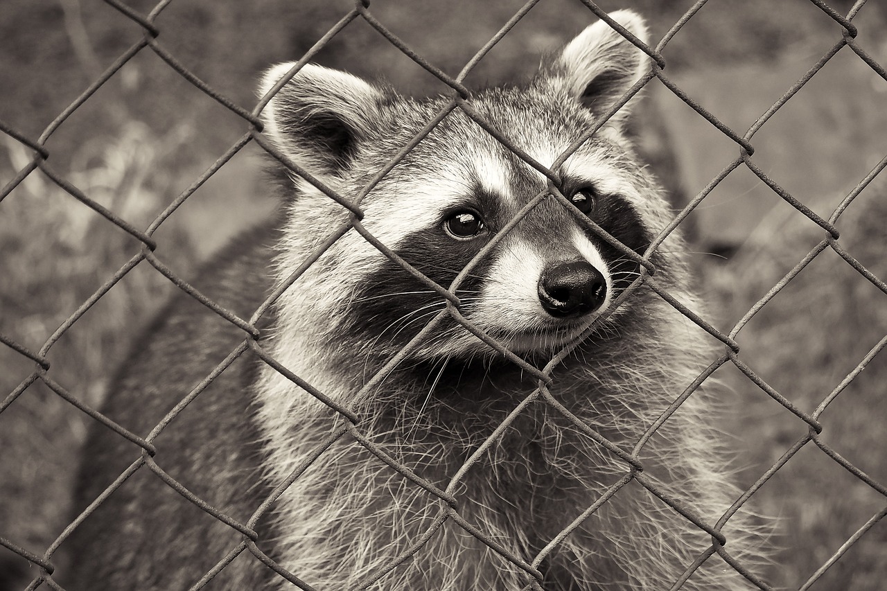 Waschbär, der seine Nase durch ein Gehege nach draussen steckt